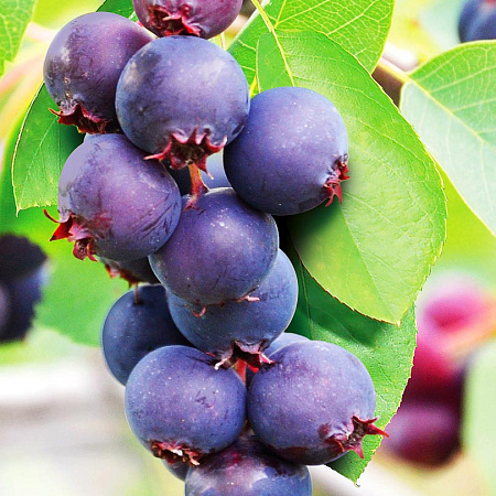 Фото Ирга Смоки