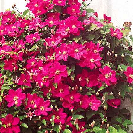 Фото Клематис Виль де Лион