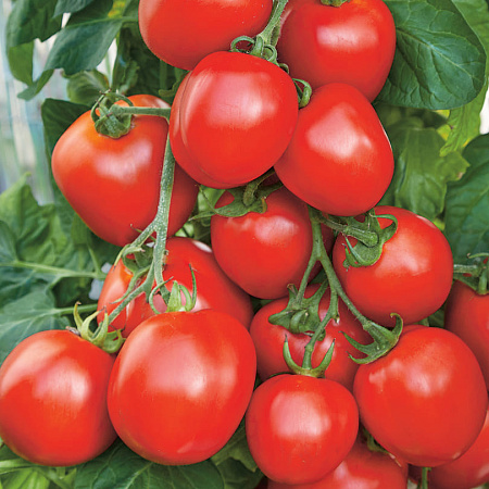 Фото Помидор Гюзель F1 5шт