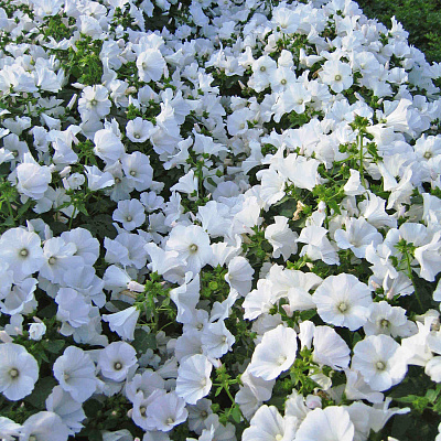 Лаватера Монблан