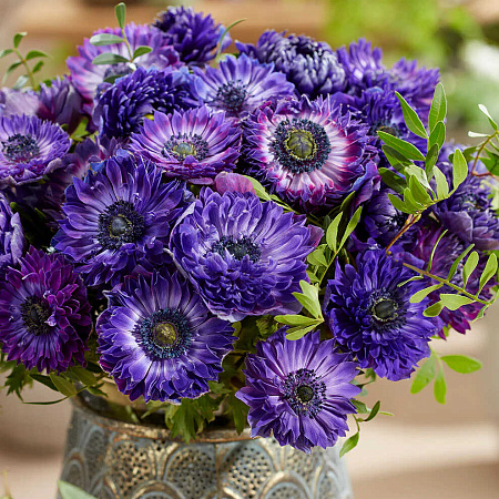 Фото Ветреница (анемона) корончатая Фуллстар Блю