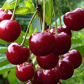 Вишня Сабина