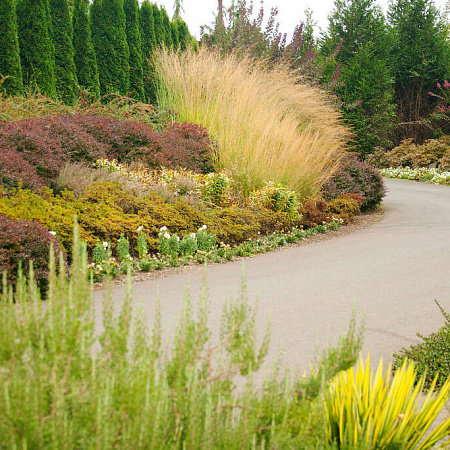 Фото Молиния тростниковая Скайрейсер