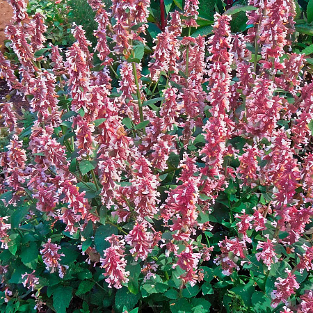 Фото Котовник Фассена Дон ту даск