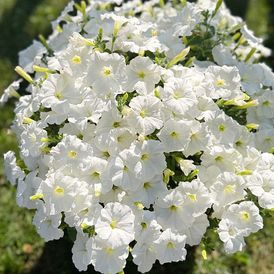 Петуния ампельная Изи Вэйф белая