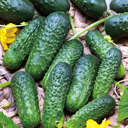 Фото Огурец Уран F1