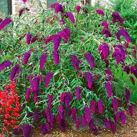 Фото Буддлея Нано Фиолетовый