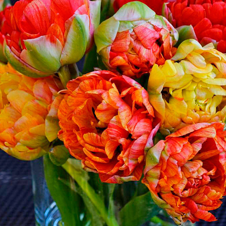 Фото Тюльпан махровый поздний Гудошник Дабл