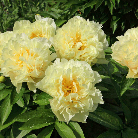 Фото Пион Санни Герл