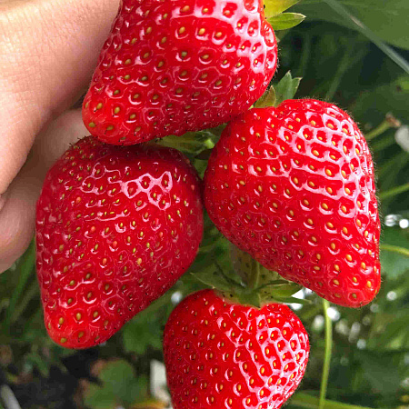 Фото Земляника садовая Кабрилло