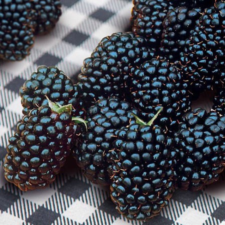 Фото Ежевика Дирксен