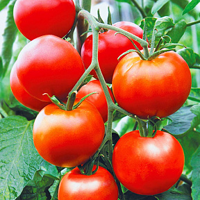 Помидор Надежда F1