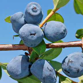 Жимолость Лори