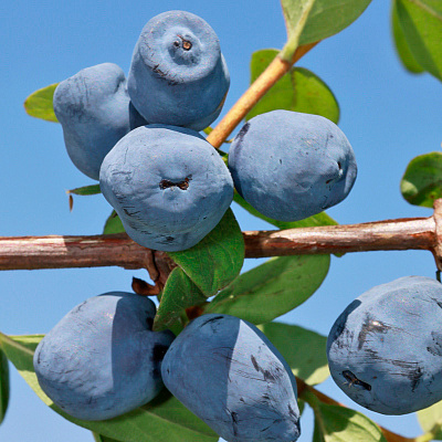 Жимолость Лори