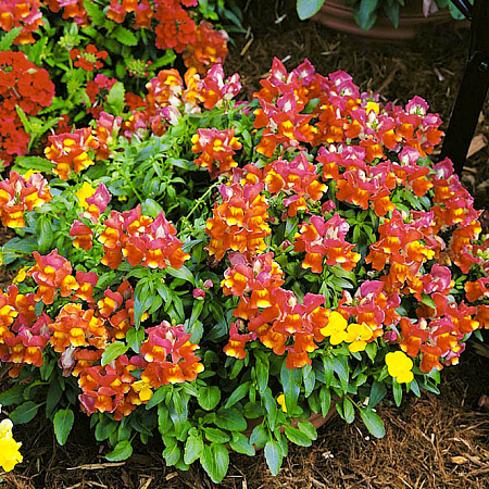 Фото Львиный зев Монтего Розовый двуцветный