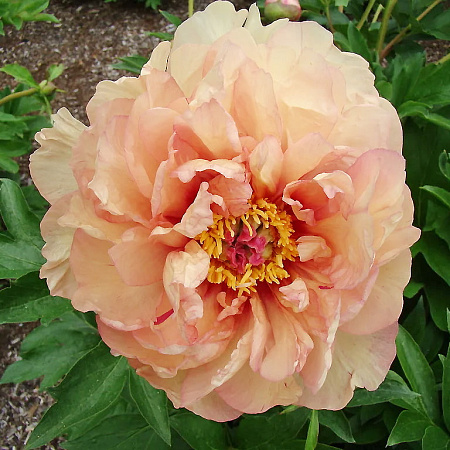 Фото Пион ИТО-гибрид Мэджикал Мистери Тур