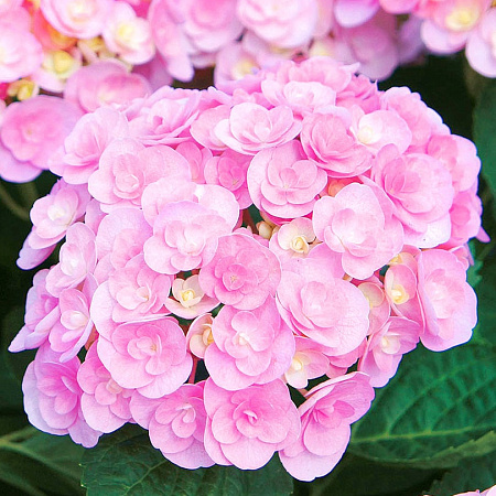 Фото Гортензия крупнолистная Ю энд Ми Лав