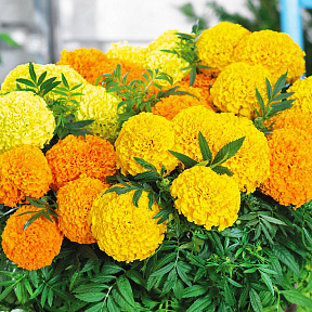 Бархатцы французские Дискавери Жёлто-оранжевый набор 10шт