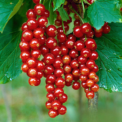 Смородина красная Фертоди