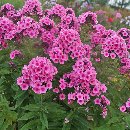 Фото Флокс метельчатый Беби Фейс