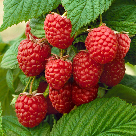 Фото Малина Заматош