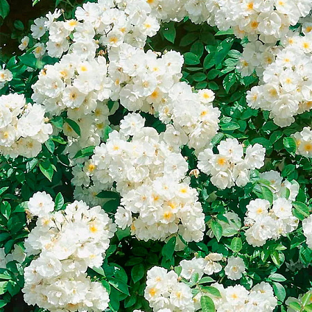 Фото Роза плетистая рамблер Бобби Джеймс