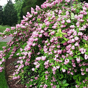 Дейция гибридная Розеа Плена