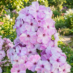 Флокс метельчатый Пикассо