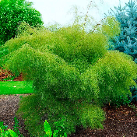 Фото Берёза карликовая Тростс дварф