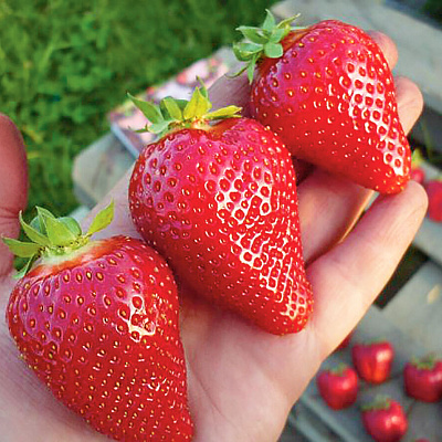 Земляника садовая Клери