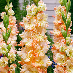 Гладиолус Сочи