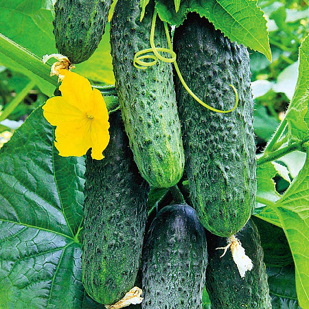 Фото Огурец Делпина F1