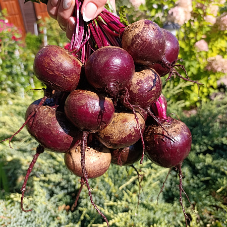 Фото Свёкла Ред Марио