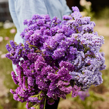 Фото Статица Сиреневый туман набор