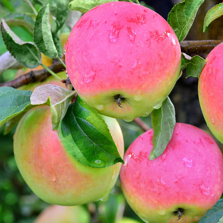 Фото Яблоня Станица