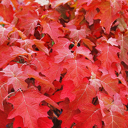 Фото Гортензия дуболистная