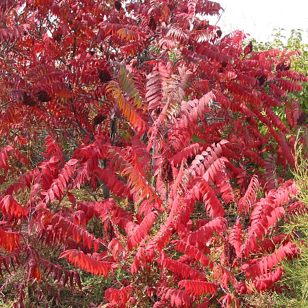 Фото Сумах голый