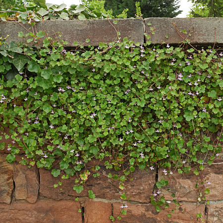 Фото Цимбалярия постенная