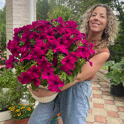 Петуния Дримс Бургунди