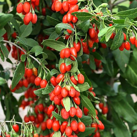 Фото Дереза Литтл Годжи