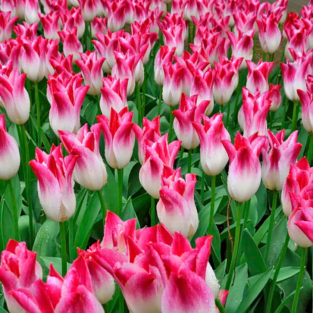 Фото Тюльпан лилиецветный Уисперинг Дрим