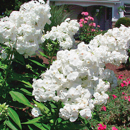 Фото Флокс метельчатый Давид