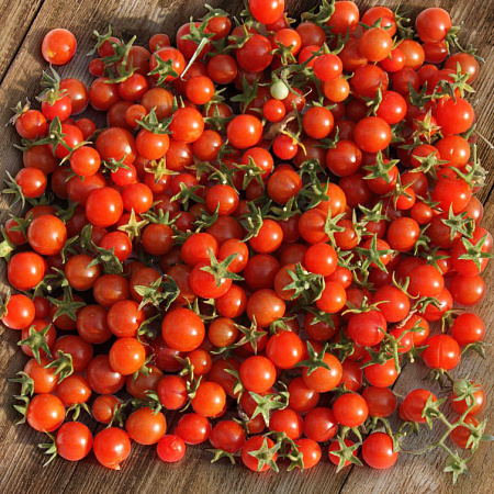 Фото Паслён Оранж Берри