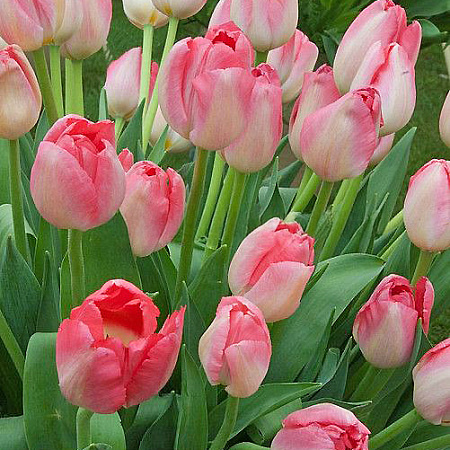 Фото Тюльпан триумф Супермодель