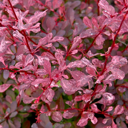Фото Барбарис тунберга Розовое сияние
