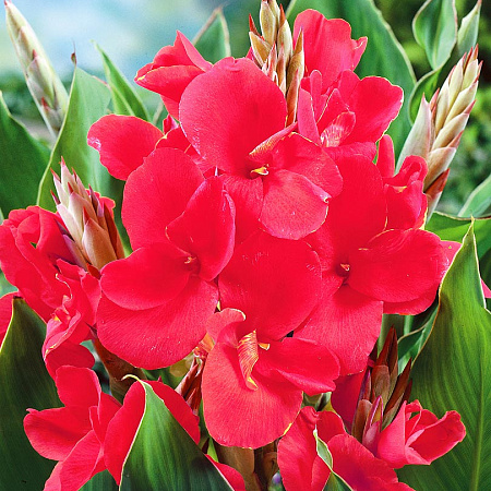 Фото Канна Президент в розовом