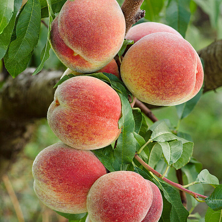 Фото Персик Саратовский ранний