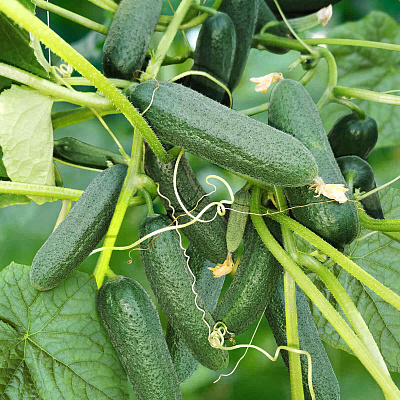 Огурец Спасский 5шт