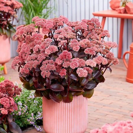 Фото Седум Блэк найт