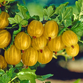 Крыжовник Янтарный